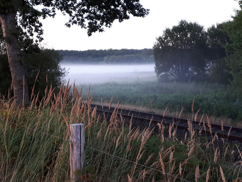 Eckernförde Goosseetal im Morgennebel