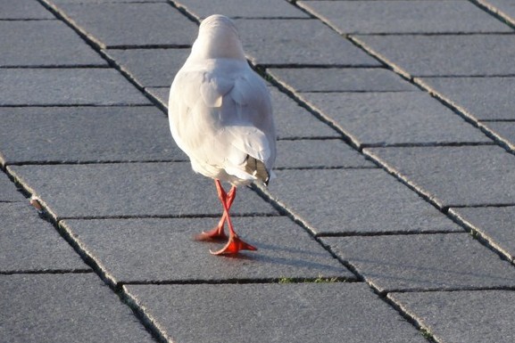 Echernförde - Möwe am Hafen